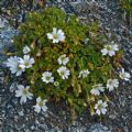 Cerastium uniflorum